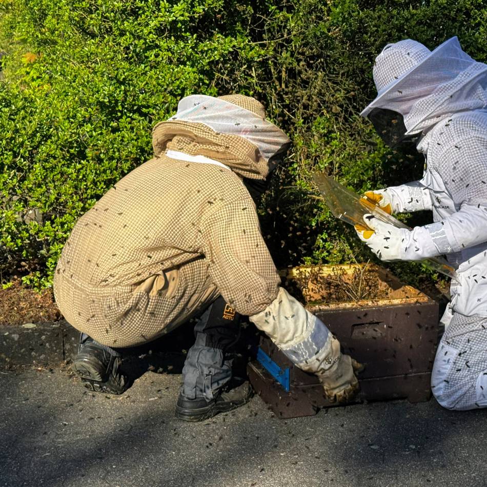 Retter in Gelb-Weiß: Hobby-Imker fängt Bienenkönigin auf Aldi-Parkplatz in Rommerskirchen