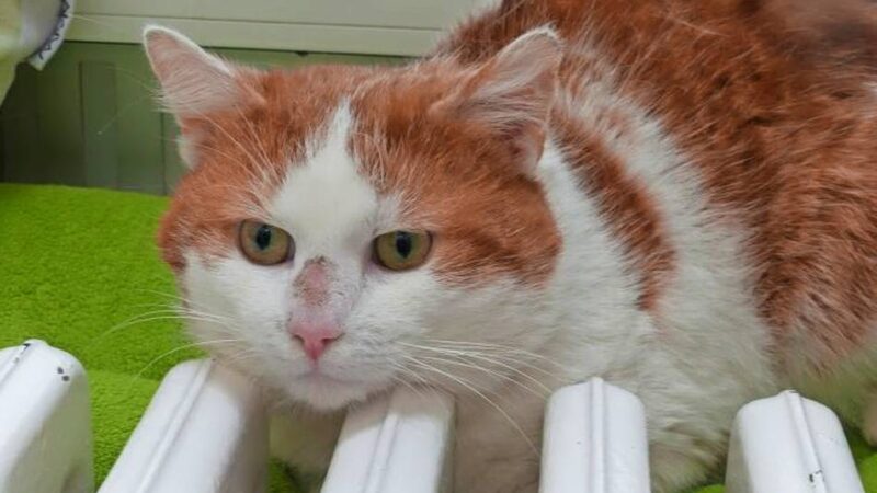 Fundtier der Woche: Lieb, aber schüchtern