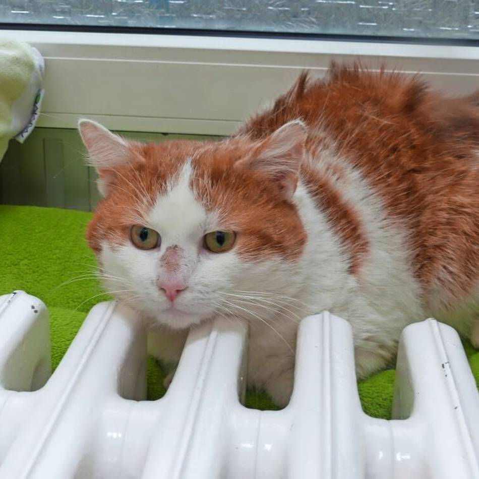 Fundtier der Woche: Lieb, aber schüchtern