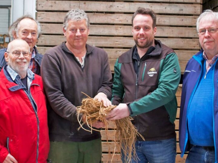 Verein erhält die Tradition: Comeback der alten Spargelsorte in Walbeck