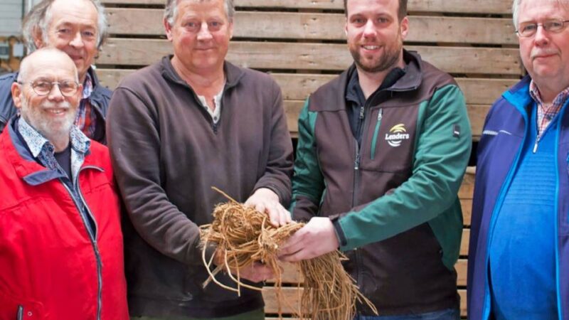 Verein erhält die Tradition: Comeback der alten Spargelsorte in Walbeck