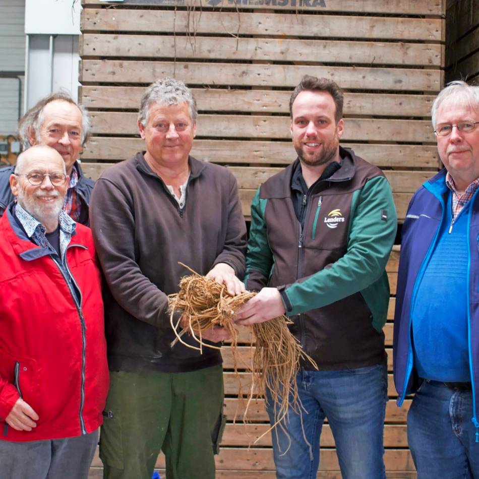 Verein erhält die Tradition: Comeback der alten Spargelsorte in Walbeck