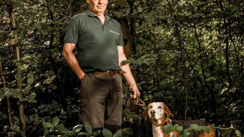 „Zittern wie Espenlaub“: Baum des Jahres im Dormagener Tannenbusch gepflanzt