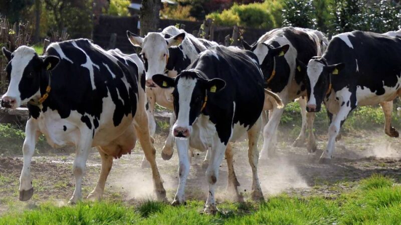 Weideaustrieb in Leverkusen: Frühlingsgefühle auf vier Beinen