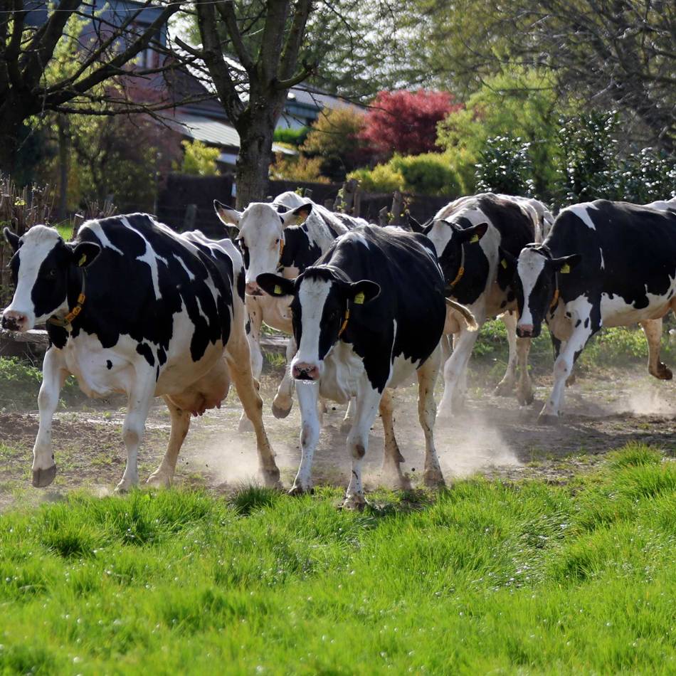 Weideaustrieb in Leverkusen: Frühlingsgefühle auf vier Beinen