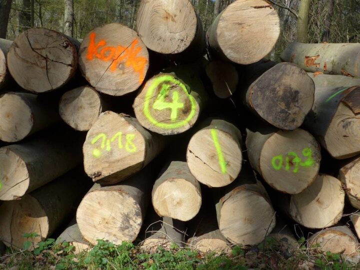 Baerler Busch: Bürgerinitiative wirft RVR vor, Waldschäden herunterzuspielen