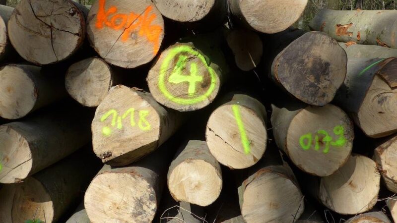 Baerler Busch: Bürgerinitiative wirft RVR vor, Waldschäden herunterzuspielen