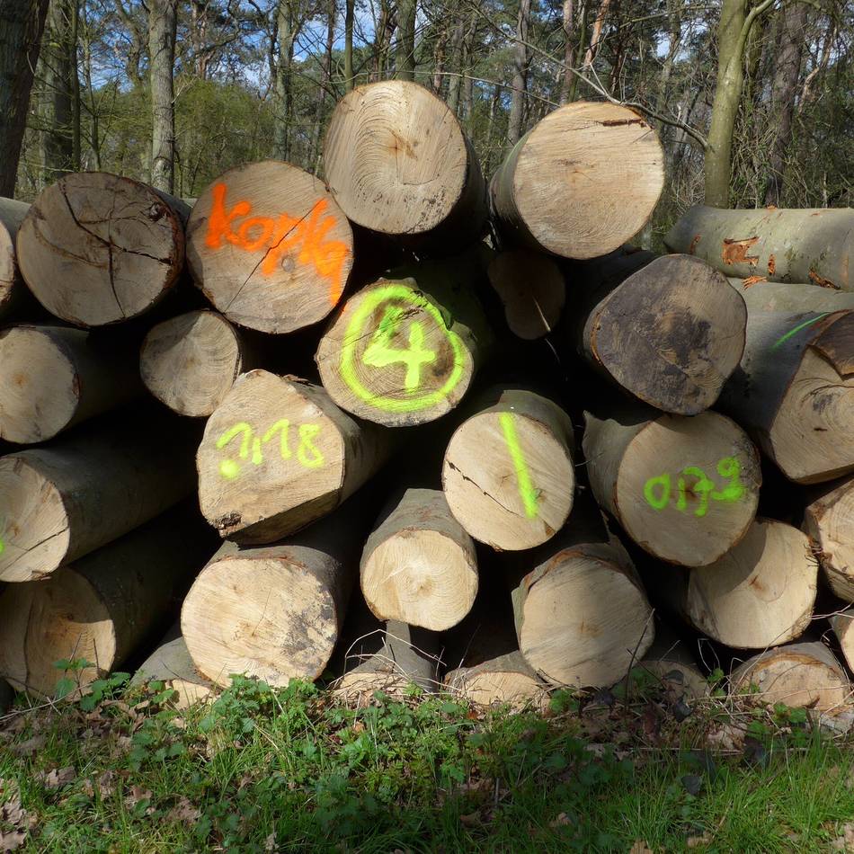 Baerler Busch: Bürgerinitiative wirft RVR vor, Waldschäden herunterzuspielen
