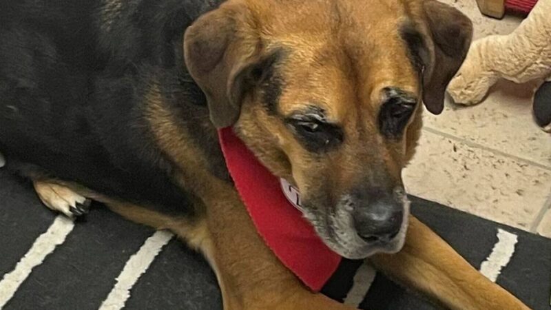 Projekt an Schulen: Hunde helfen beim Lesenlernen