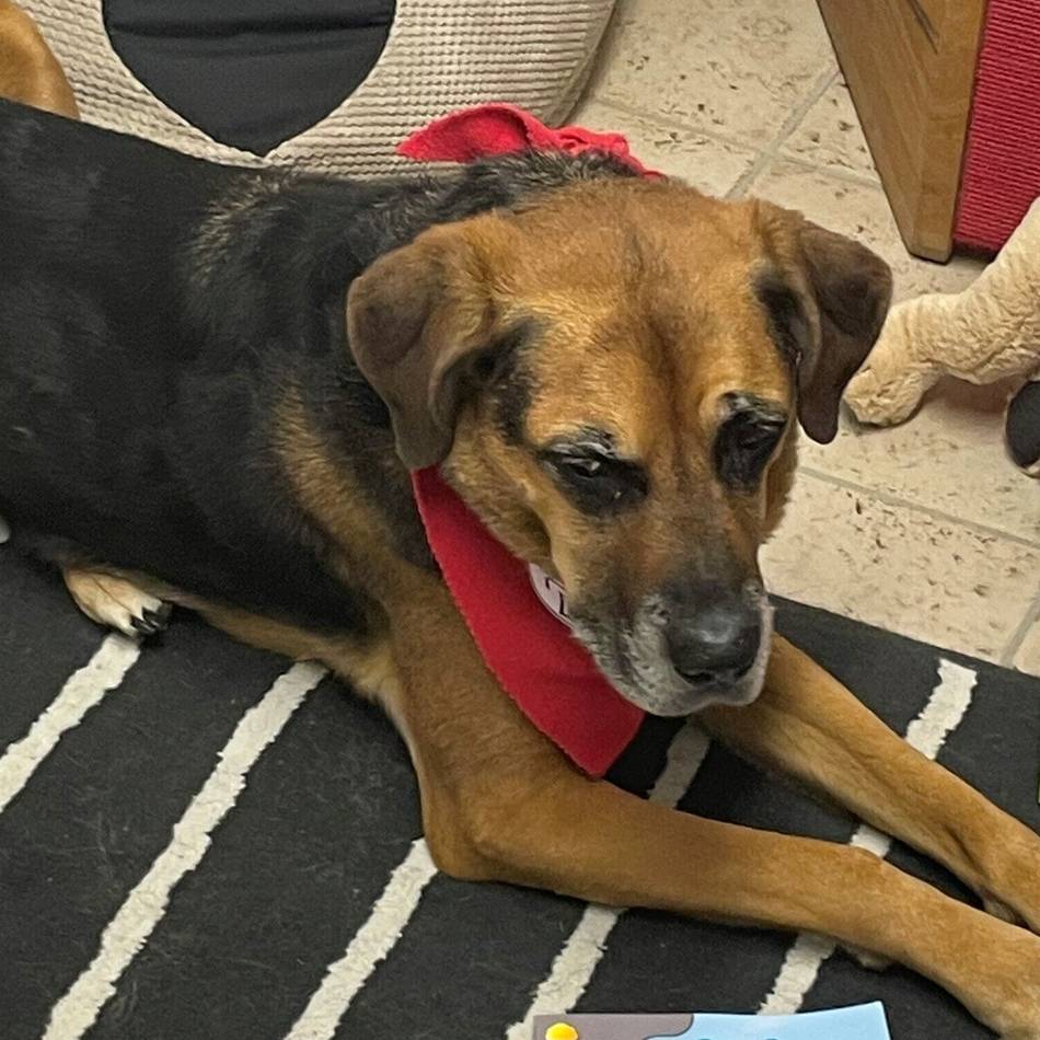 Projekt an Schulen: Hunde helfen beim Lesenlernen