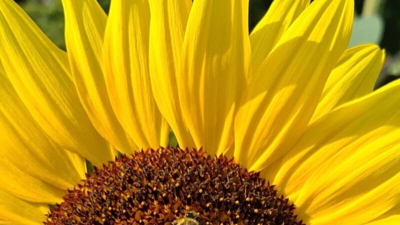 Projekt in Hilden: Büchereiteam lädt ein zu Bienenaktionstag