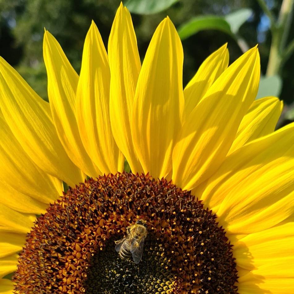 Projekt in Hilden: Büchereiteam lädt ein zu Bienenaktionstag