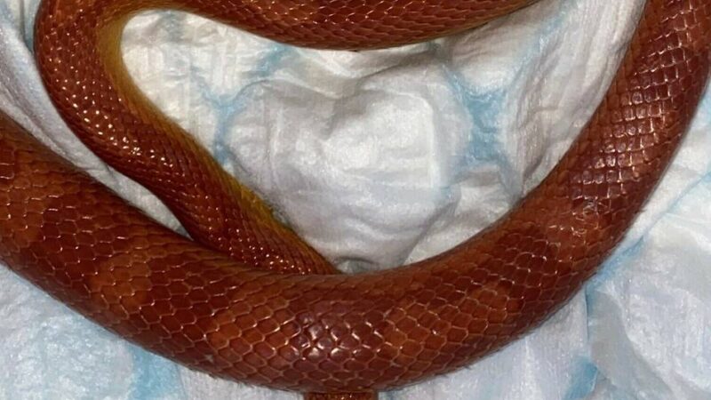 In Langenfeld: Schlange an der Rheindorfer Straße eingefangen