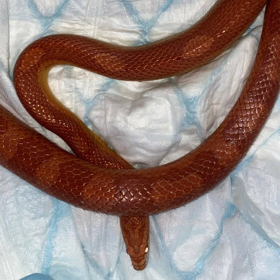 In Langenfeld: Schlange an der Rheindorfer Straße eingefangen