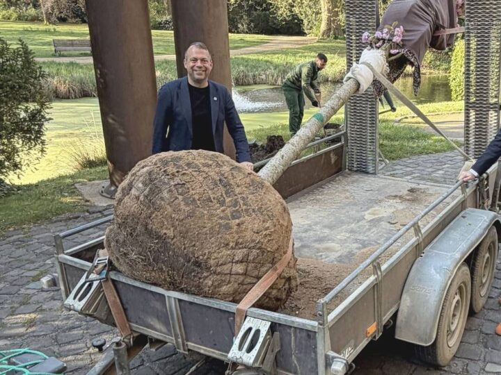 Hinter dem Schloss Neersen: Kirschbaum-Duo ist wieder komplett