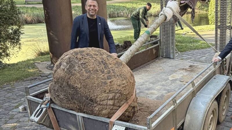 Hinter dem Schloss Neersen: Kirschbaum-Duo ist wieder komplett