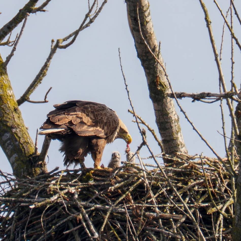 Fotograf gelangen die Aufnahmen: Xantener Seeadler füttern Nachwuchs – erste Bilder der Küken