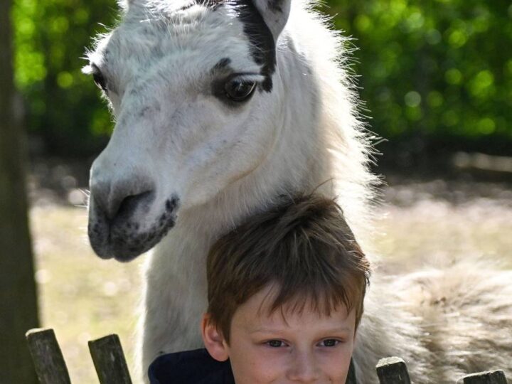 Führung mit der Rheinischen Post: Ganz nah dran an den Lamas im Tierpark Weeze