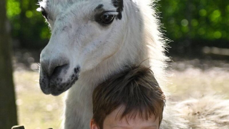 Führung mit der Rheinischen Post: Ganz nah dran an den Lamas im Tierpark Weeze