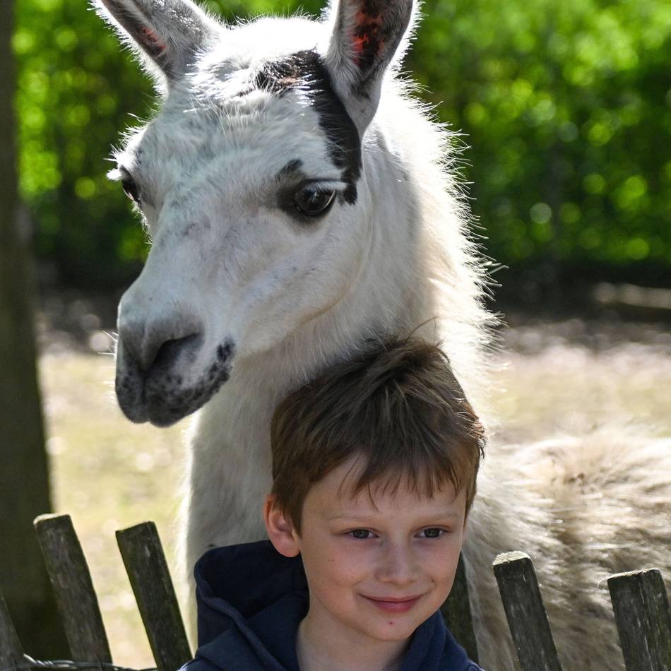 Führung mit der Rheinischen Post: Ganz nah dran an den Lamas im Tierpark Weeze