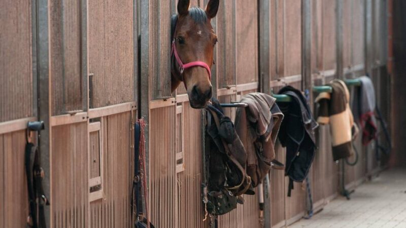 Pferdeherpes in der Region: Erste Todesfälle im Bergischen Land