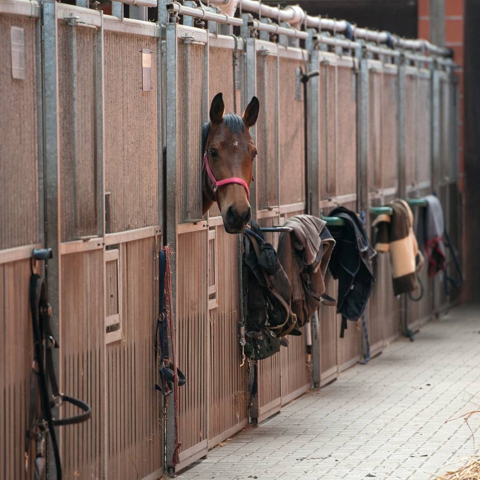 Pferdeherpes in der Region: Erste Todesfälle im Bergischen Land