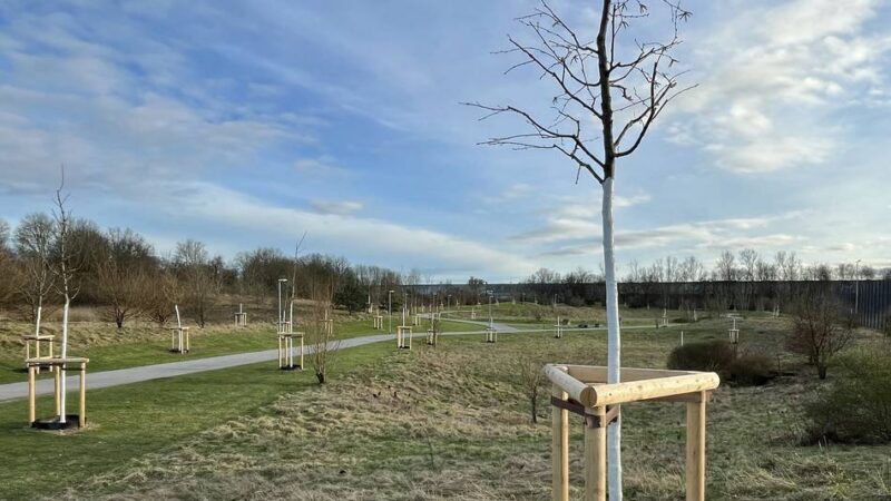 Kritik in Moers: „Zu gut gemeint“ – Gepflanzte Bäume müssen wieder raus