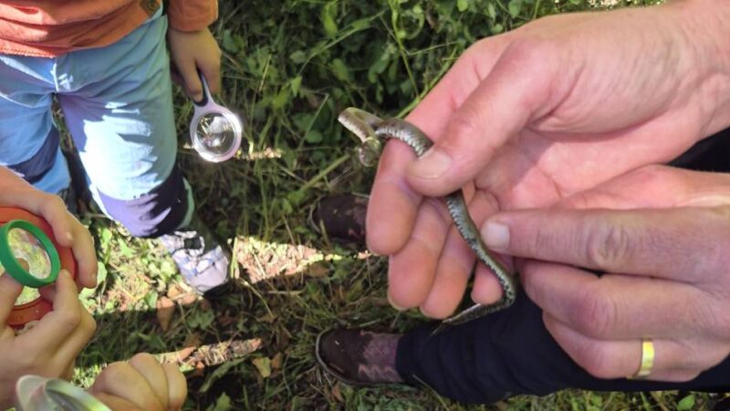 Angebot der Biologischen Station: Den Insekten mit Lupe auf der Spur