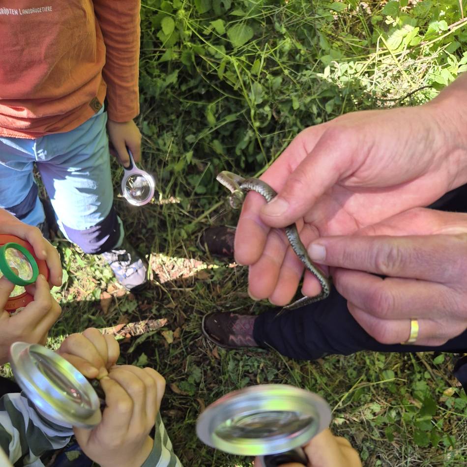Angebot der Biologischen Station: Den Insekten mit Lupe auf der Spur