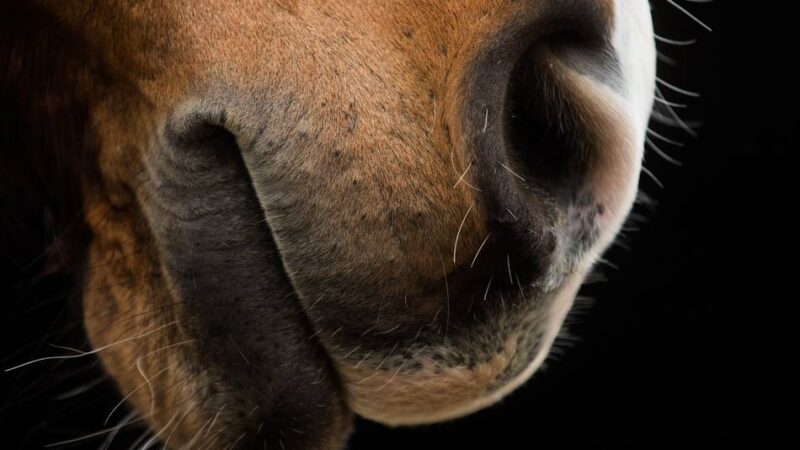 Der Rheinisch-Bergische Kreis informiert: Equines Herpesvirus erstmals meldepflichtig