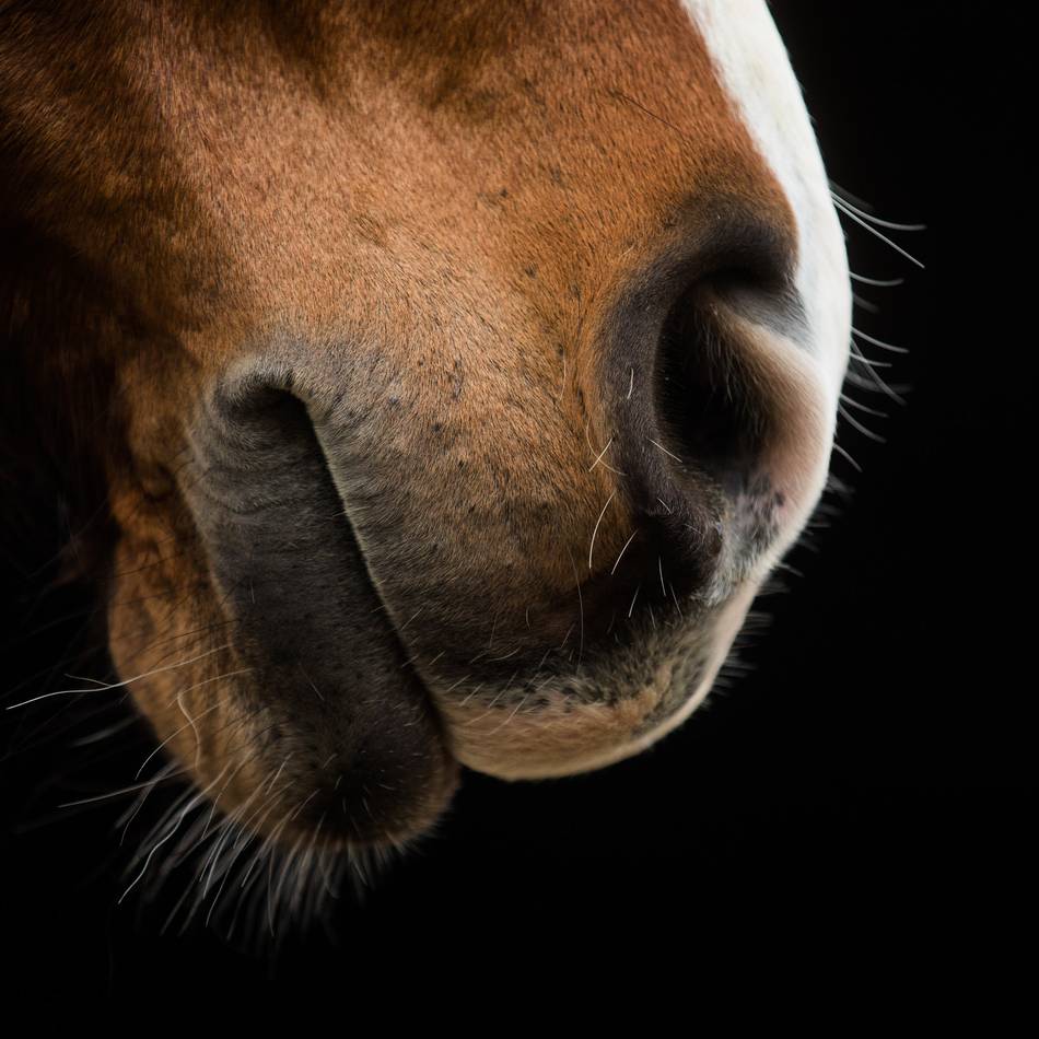 Der Rheinisch-Bergische Kreis informiert: Equines Herpesvirus erstmals meldepflichtig