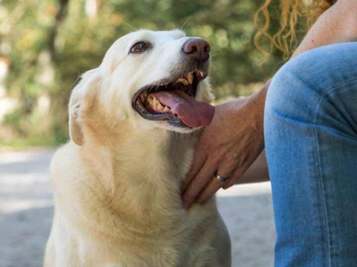 Steuern in Korschenbroich: Nach Bestandsaufnahme deutlich mehr Hunde registriert