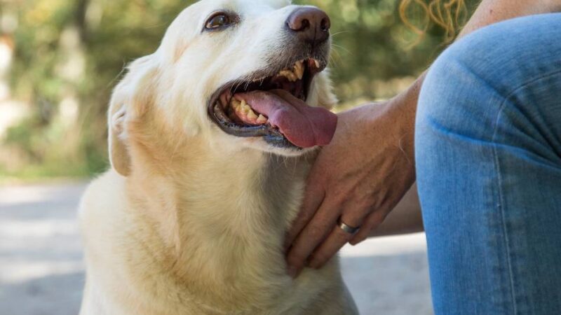 Steuern in Korschenbroich: Nach Bestandsaufnahme deutlich mehr Hunde registriert
