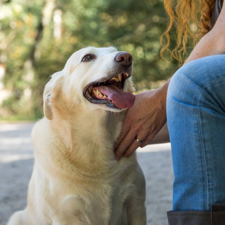 Steuern in Korschenbroich: Nach Bestandsaufnahme deutlich mehr Hunde registriert