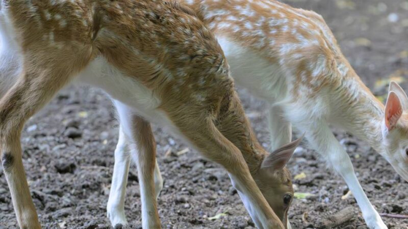 Ein Kalb und ein Alttier getötet: Damwild im Forstwald: KBK rechnet mit neuen Jungtieren
