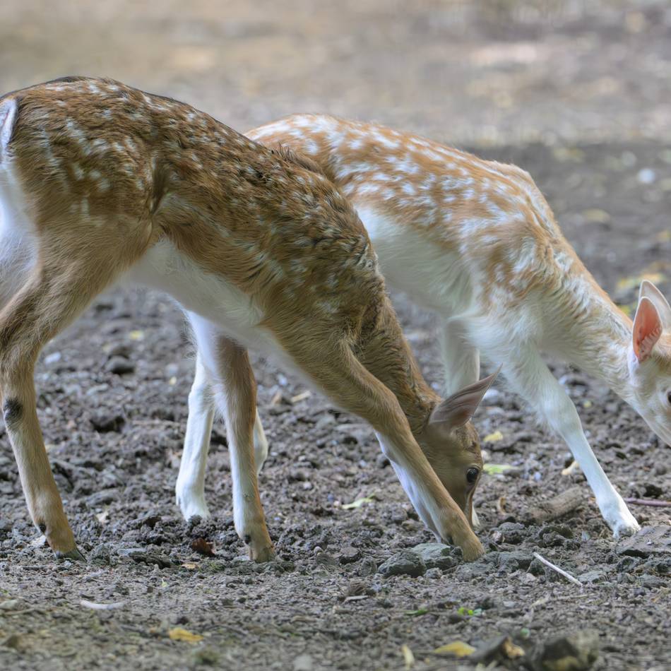 Ein Kalb und ein Alttier getötet: Damwild im Forstwald: KBK rechnet mit neuen Jungtieren
