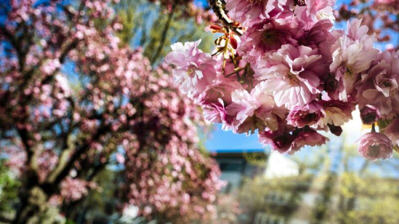 Kirschblüte in Langenfeld: Berliner Platz verwandelt sich in rosa Blütenmeer