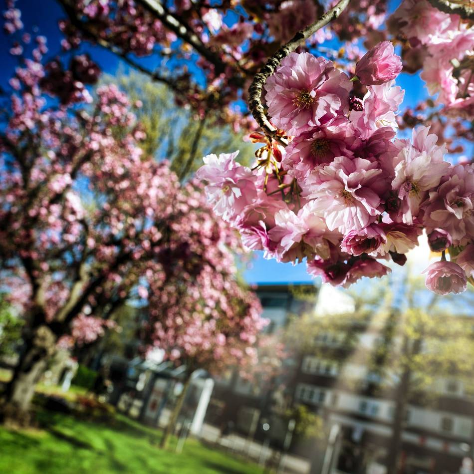 Kirschblüte in Langenfeld: Berliner Platz verwandelt sich in rosa Blütenmeer