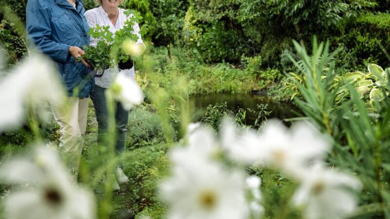 Workshop zum Stadtjubiläum: Ideen für eine artenreiche Zukunft gesucht