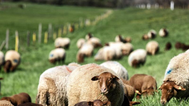 Saisonstart am Rhein: Schafe übernehmen die Monheimer Deichwiesen