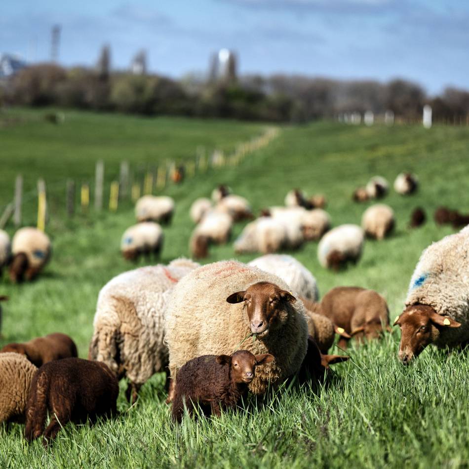 Saisonstart am Rhein: Schafe übernehmen die Monheimer Deichwiesen