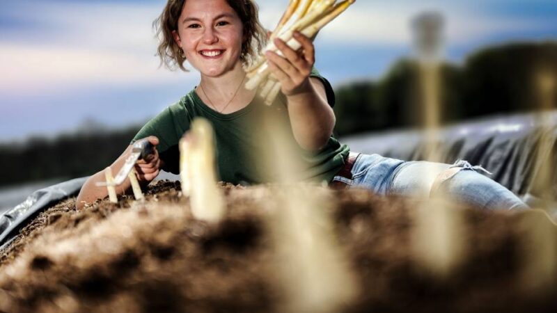 Monheim: Preise sinken zum Start der Spargelsaison