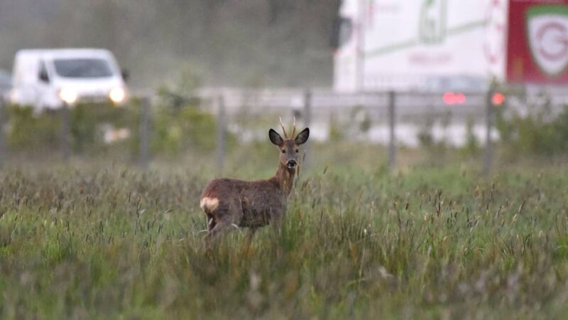 Wildunfälle im Kreis Mettmann: Über 250 Rehe sterben auf Straßen im Kreis Mettmann