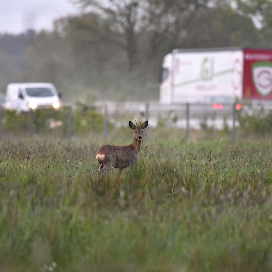 Wildunfälle im Kreis Mettmann: Über 250 Rehe sterben auf Straßen im Kreis Mettmann