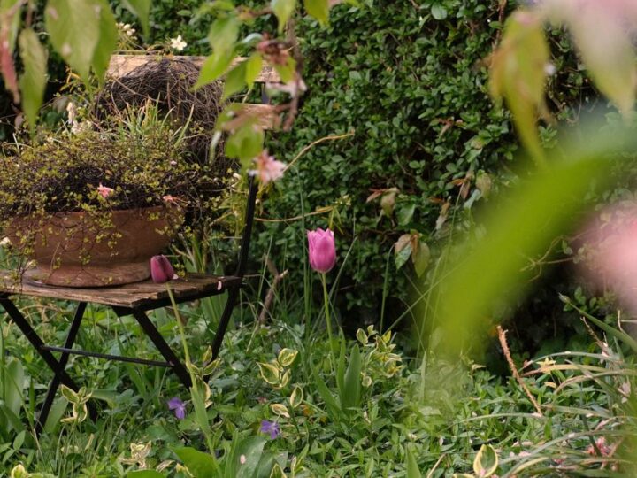 Kolumne Bildgedanken: Im Garten