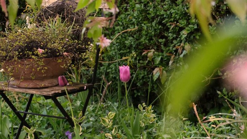 Kolumne Bildgedanken: Im Garten