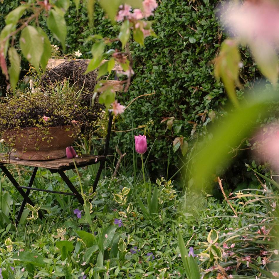 Kolumne Bildgedanken: Im Garten