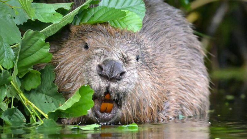 Natur im Kreis Kleve: Mit dem Nabu den Bibern und Vögeln der Region auf der Spur