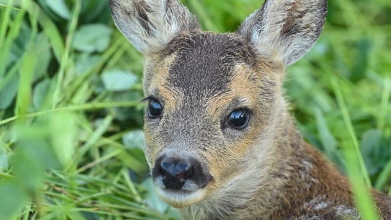 Tipps der Kreisjägerschjaft Wesel: Was in der Brut- und Setzzeit beachtet werden sollte