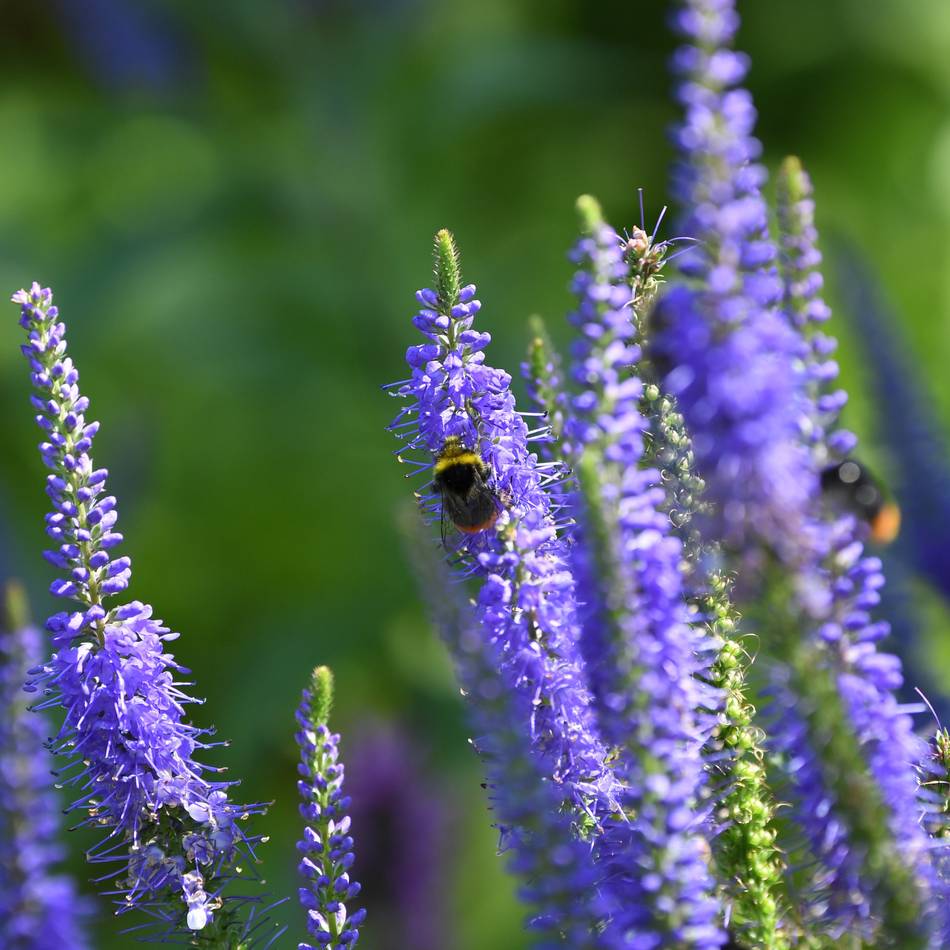 Aktion am Wochenende: 16.000 Salbeipflanzen für die „Grüne Gartenstadt“ Kranenburg